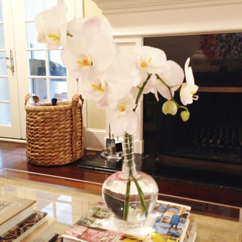 Orchids in Juliska Vase